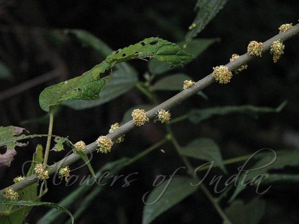 Malabar Tree Nettle